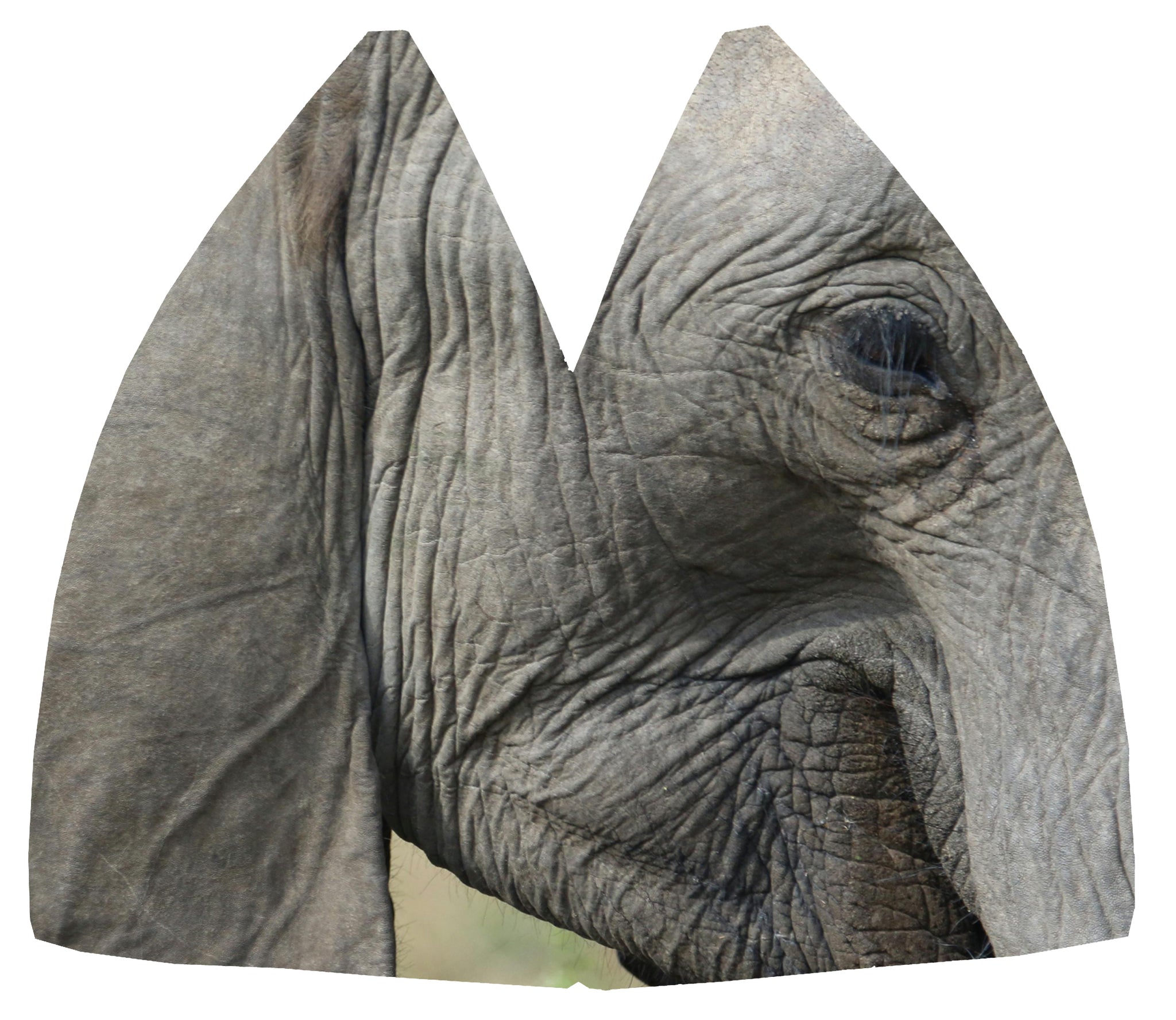 Eléphanteau MAKAÏ